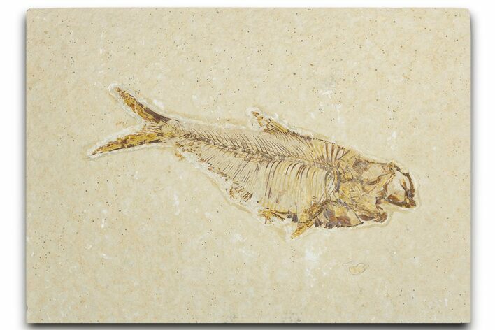Bargain, Fossil Fish (Diplomystus) - Wyoming #354054